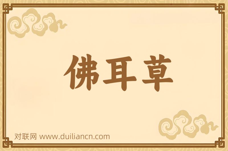 佛耳草词语的意思