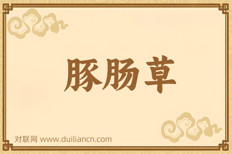 豚肠草词语的意思