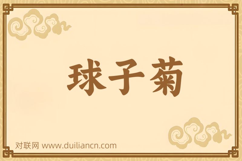 球子菊词语的意思
